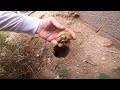 Baby tortoises hatching out of the ground