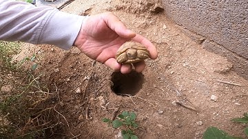 Baby Tortoises Hatching Out of the Ground