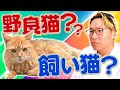 迷い猫と話してみた