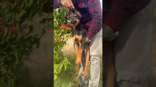 Dobarmen Mel puppy 🐶 live Palanpur gujrat #petshub