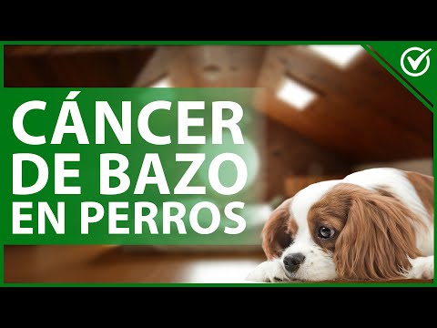 🐱 Características del Cáncer de Bazo en los Perros - Síntomas, Diagnóstico y Tratamiento 😷🐱 hqdefault