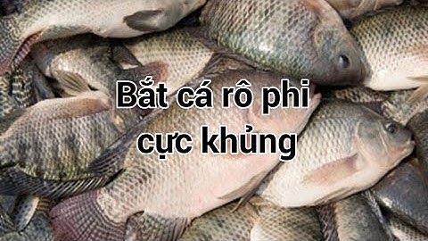 Câu cá rô tại ao- Thời 47 Official