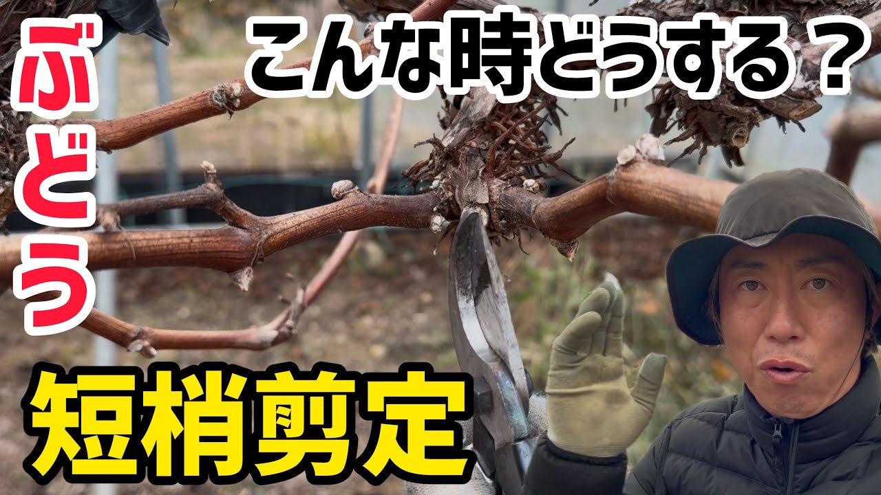 「ぶどうの作業」こんなときどうする！？ぶどう短梢剪定