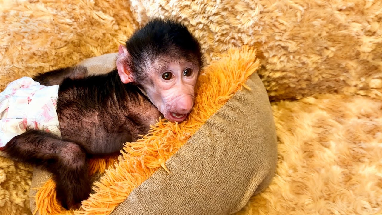 Николь ПРОСТО В ШОКЕ от того, КОГО ей принес Денис🧸