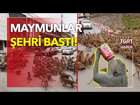 Tayland'da Maymun Savaşı: Şehri Ele Geçirdiler!