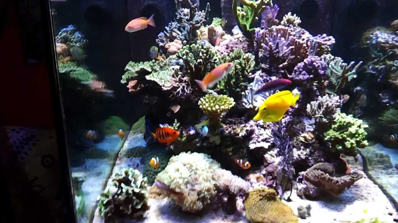 Plafoniere Led Per Nanoreef : Il mio reef aggiornamento del 06 aprile 2012 youtube