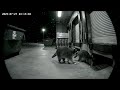 “My Cute Little Night Shifts Friends 🐵🫏🦝🦊”