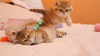 Kitten Disrupts Sibling Sleep  The Cutest Interruption Ever Recorded