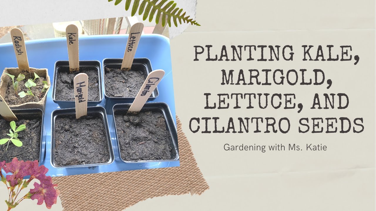 How to Plant Your Kale, Marigold, Lettuce, and Cilantro Seeds Garden