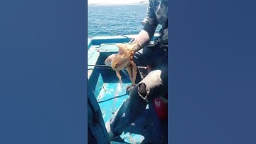 CHÚC MỪNG A TRAI LÊN HÀNG EM BẠCH TUỘC KHÁ TO - OCTOPUS FISHING #shorts