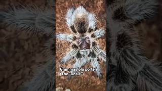 The Rose Hair Tarantulachilean Rose Hair