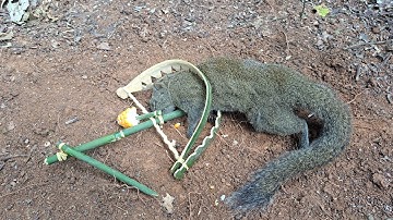 Green Wild Life: Build an amazing squirrel trap to catch squirrels in the forest