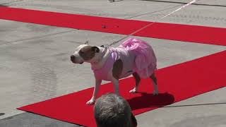 Taco Fest Puppy Pageant
