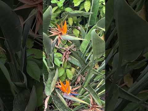 ماربيا اسبانيا 