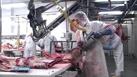 Slager mag eigen vlees niet meer keuren - RTL NIEUWS