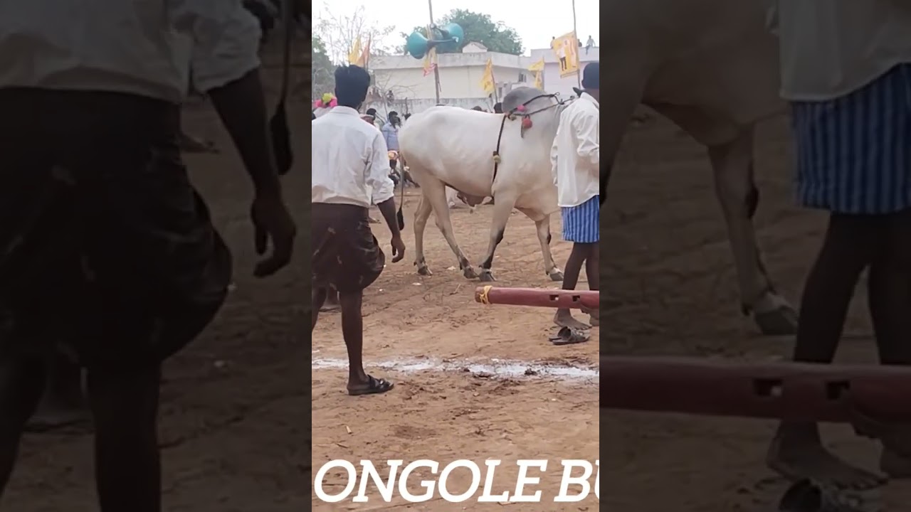 Ongole jathi gittalu power full gittalu 