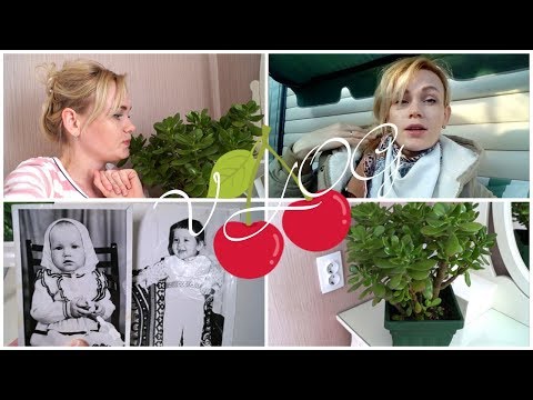 VLOG КАК ПОДДЕРЖИВАТЬ ЧИСТОТУ В ДОМЕ // ДЕНЕЖНОЕ ДЕРЕВО УХОД // НА КОГО ПОХОЖА АНЯ