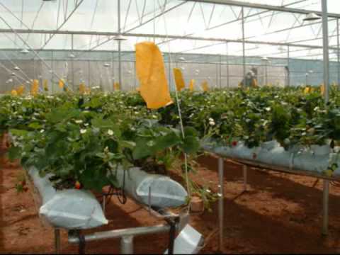 Thailand , RSTDC : Off-Season Strawberry Growing - YouTube