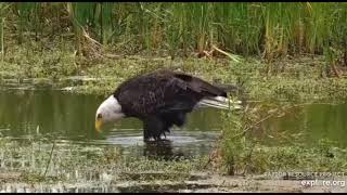 Mississippi River Flyway Cam~Bald Eagle in the Rain Spooked by Low Flying Water Fowl_8.24.21