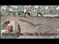 (Eng Sub) Giant Eels || Sendang Pelus || Mata Air || Kebumen || Rogodadi || Singosari