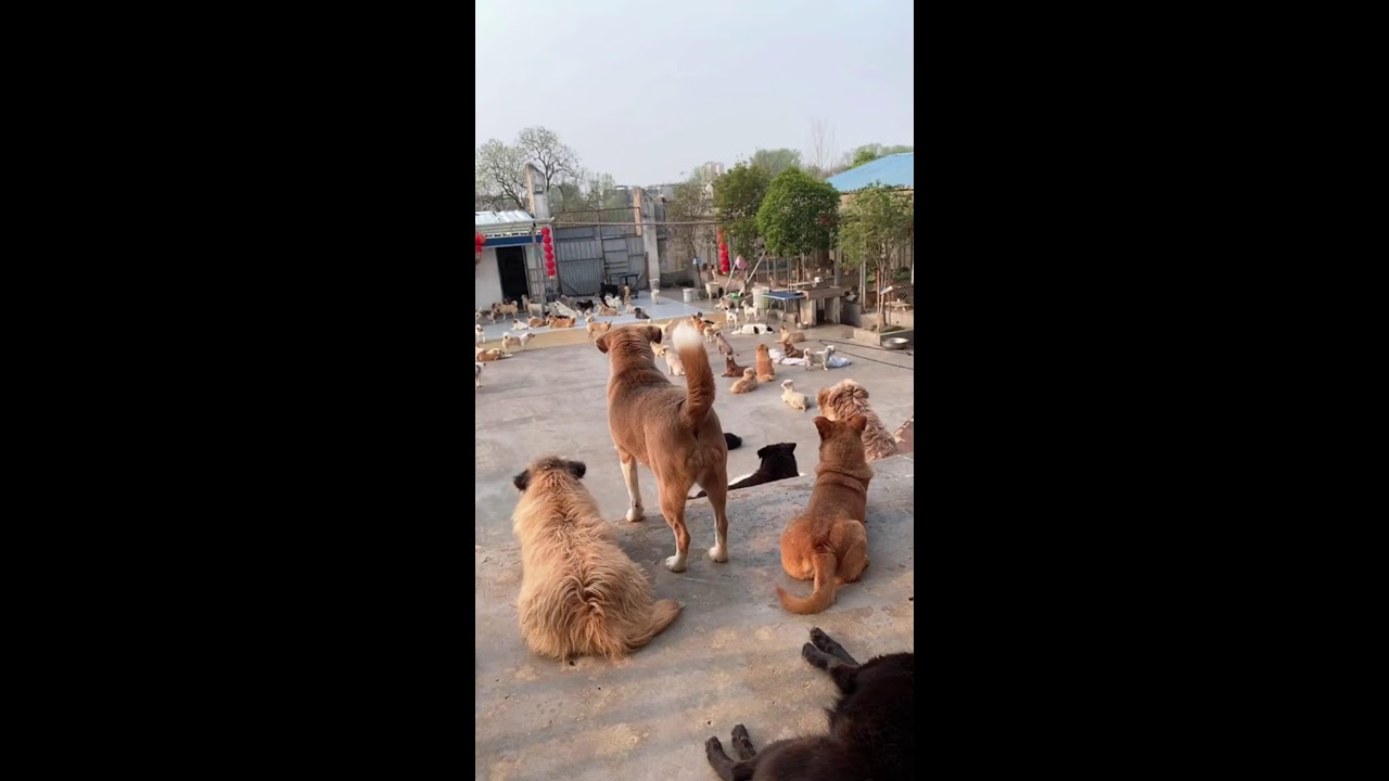 Luz T Allen Live Stream