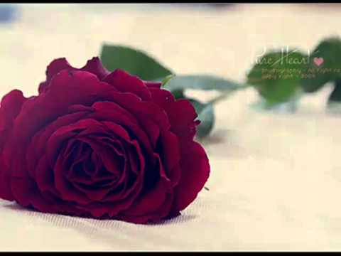 عبدالعزيز المنصور عاشق الثريا 