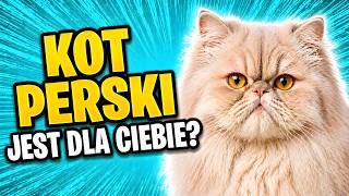 KOT PERSKI – cała prawda o tej rasie