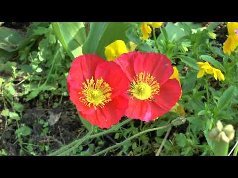 Peter Deunov - Instrumental - Theme # 2 - (Joyful Flowers)