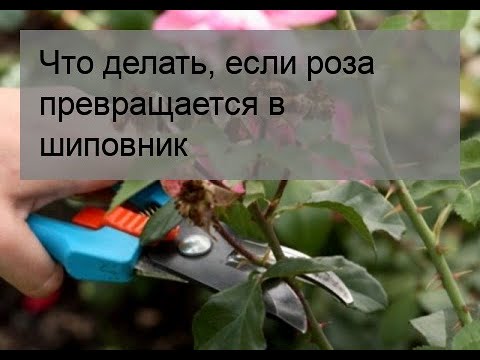 Что делать, если роза превращается в шиповник