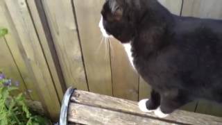Max the cat but ever "cat" is earrape