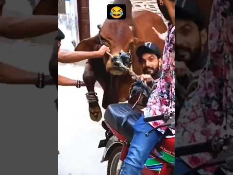 😂 Funny qurbani