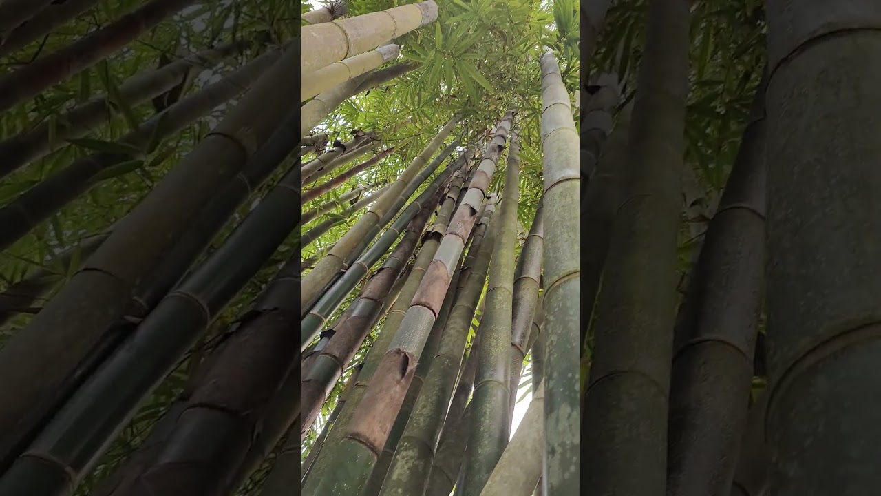 Eden Explored: A Whirlwind Tour | Quick Nature Shorts