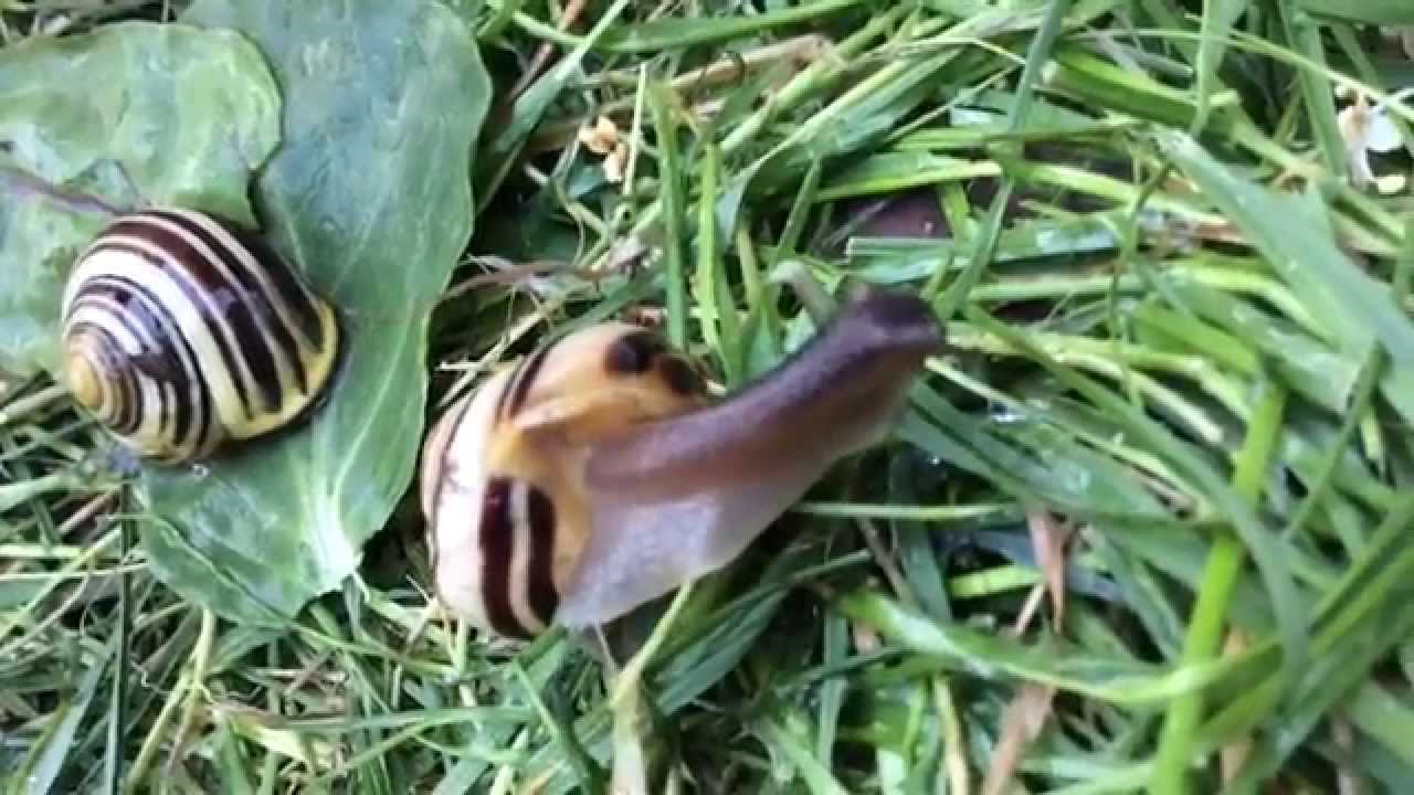 Meet All My Pets!   | Pet Land!😝