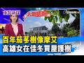 高雄的茄苳樹事件