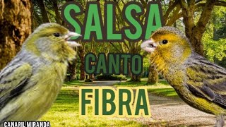 Esquenta  Canário Belga canto Salsa de Fibra