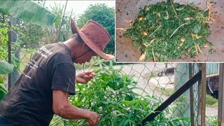 PETIK PUCUK UBI YANG MENDIANG INIK ATOI TANAM // DI TUMBOK DAN TERUS DI GORENG //