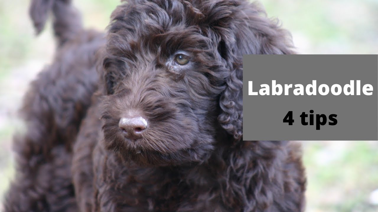 Labradoodle puppy tips 4 tips