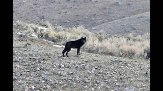 2026 3 18 Yellowstone Wolf howling