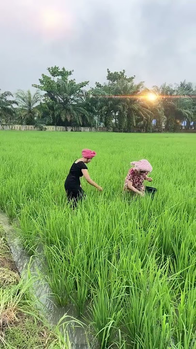 Charent Bears Nyemplung Sawah