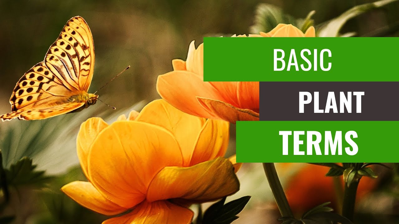 Plant terms explained | All hobbyists should know these | Learn more grow more