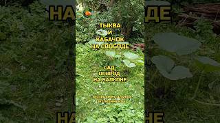 Тыква и кабачок на свободе 🥒 Сад Огород На Балконе 🎃