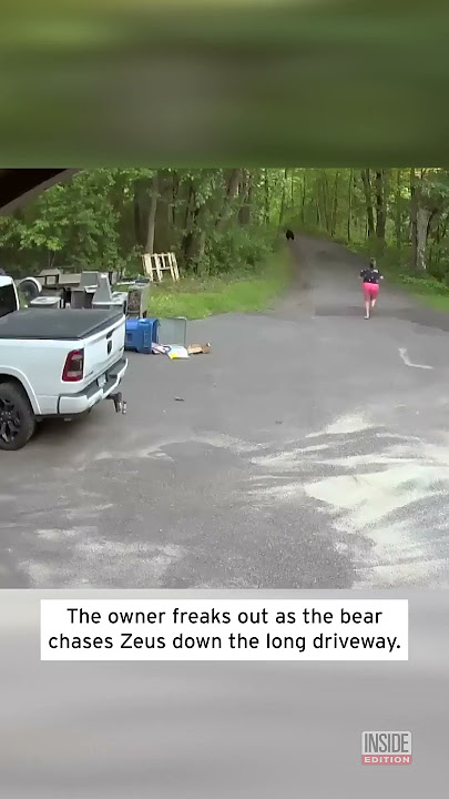 Woman Runs After Bear Chasing Her Dog #shorts
