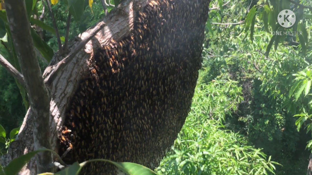 ฝนลงเมื่อไรเป็นแบบนี้ทุกที | พรานหมึก  คนตีผึ้ง