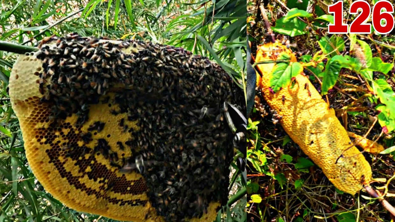 Отлов ульев в рамках подготовки к сухому сезону.