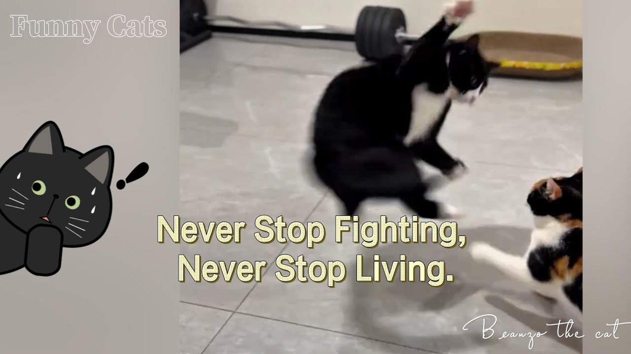 Кошачий бойцовский клуб: от споров до катастрофы! 💥