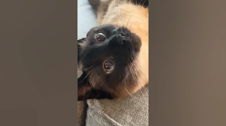 Video 11623971: siamese cat purrs, siamesecat, kitty