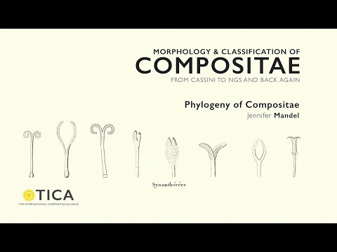 Morphology & Classification of Compositae: Phylogeny of Compositae by J. Mandel