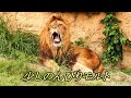 少しのんびりモルト　Malt is relaxing a little　〜 Lion (ライオン)〜　～ 多摩動物公園 ～