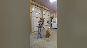 How to get a working level on a remote collar