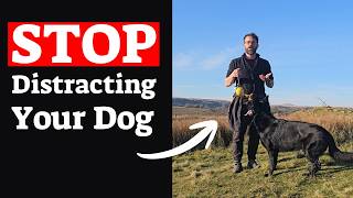 The Simple Reasons Your Dog Reactivity Starts At Home